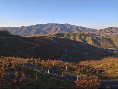 大梨树村生态旅游区：从果园到花海，一路风景一路歌