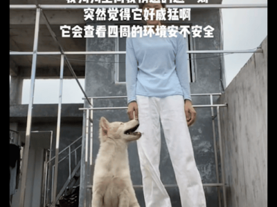 主人拍视频时田园犬闯入镜头坐下来，环顾四周是否有危险，好忠诚