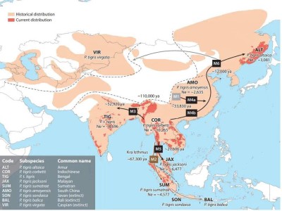 《黑神话：悟空》虎先锋关卡，为何让玩家纷纷“卡关”？