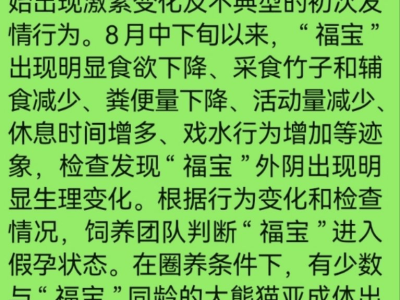 “福宝”陷入假孕风波？大熊猫保护研究中心揭秘真相！