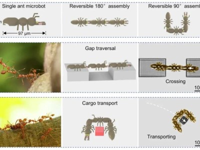 飞秒激光新突破！蚂蚁启发的微型机器人，集体行动能力惊人！