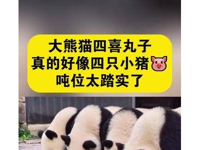 大熊猫四喜丸子萌态可掬，酷似小猪惹网友热议，快来抖音一睹为快！