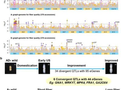科研人员找到棉花纤维品质形成的关键“钥匙”