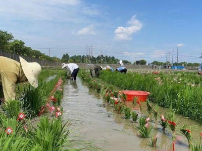 中国科学家新发现：激活植物免疫，“孙悟空”式抗病机制揭秘！