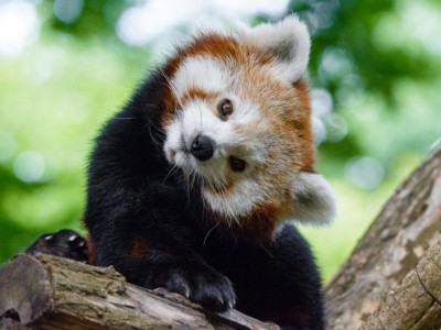 火狐20岁生日，Mozilla携手Red Panda Network直播20家动物园小熊猫萌态