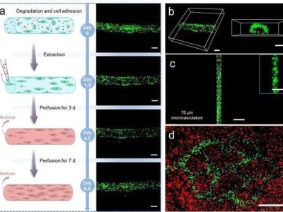 3D打印技术突破！科学家造出超小人体微血管，或终结动物药测？