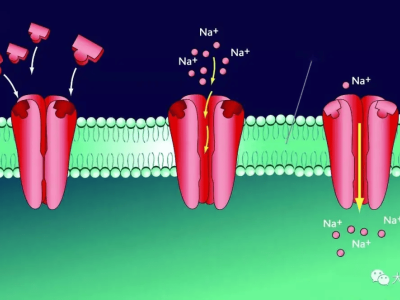 生物电之谜：它与日常用电有何不同？生物晶体管将如何改变未来？