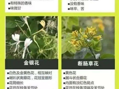 广东老人误食断肠草不幸身亡，店家误售被拘