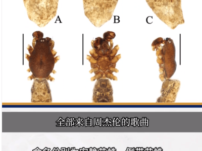 周杰伦歌名成新种蜘蛛名，年轻科学家让学术也浪漫