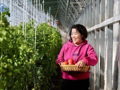 春节蔬菜市场供应充足，年味浓情满辛口