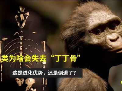 人类男性进化史上的未解之谜：为何“丁丁骨”消失了？